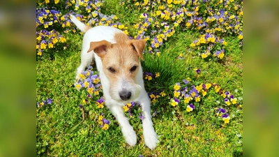Den Menschen machen Hundespielstunden im Frühling noch mehr Spaß - da müssen sie nicht mehr frieren... (Foto: chk)