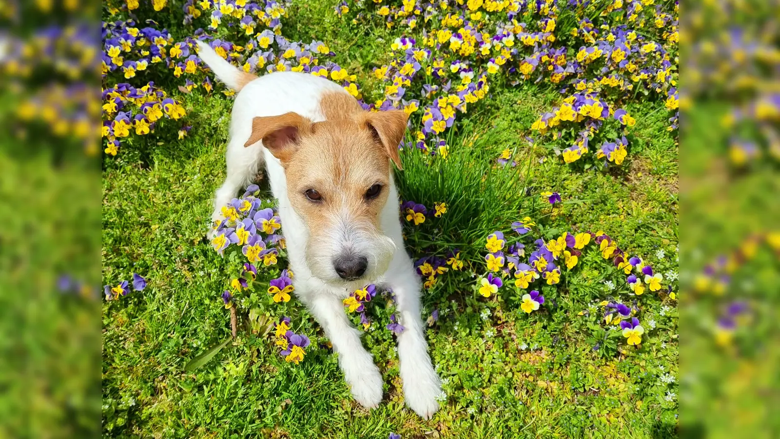 Den Menschen machen Hundespielstunden im Frühling noch mehr Spaß - da müssen sie nicht mehr frieren... (Foto: chk)