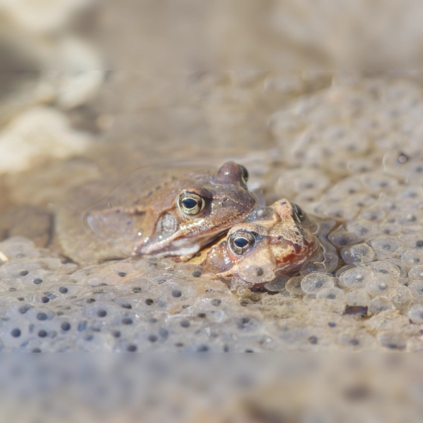 Grasfrösche ernähren sich von Asseln, Mücken, Käfern, Spinnen, Schnecken und Würmern. (Foto: Manfred Kühn)