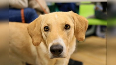 Spenden für Hunde in der Ukraine werden am Aktionstag gesammelt, dazu gibt es ein interessantes Rahmenprogramm. (Foto: Charlotte Blea)