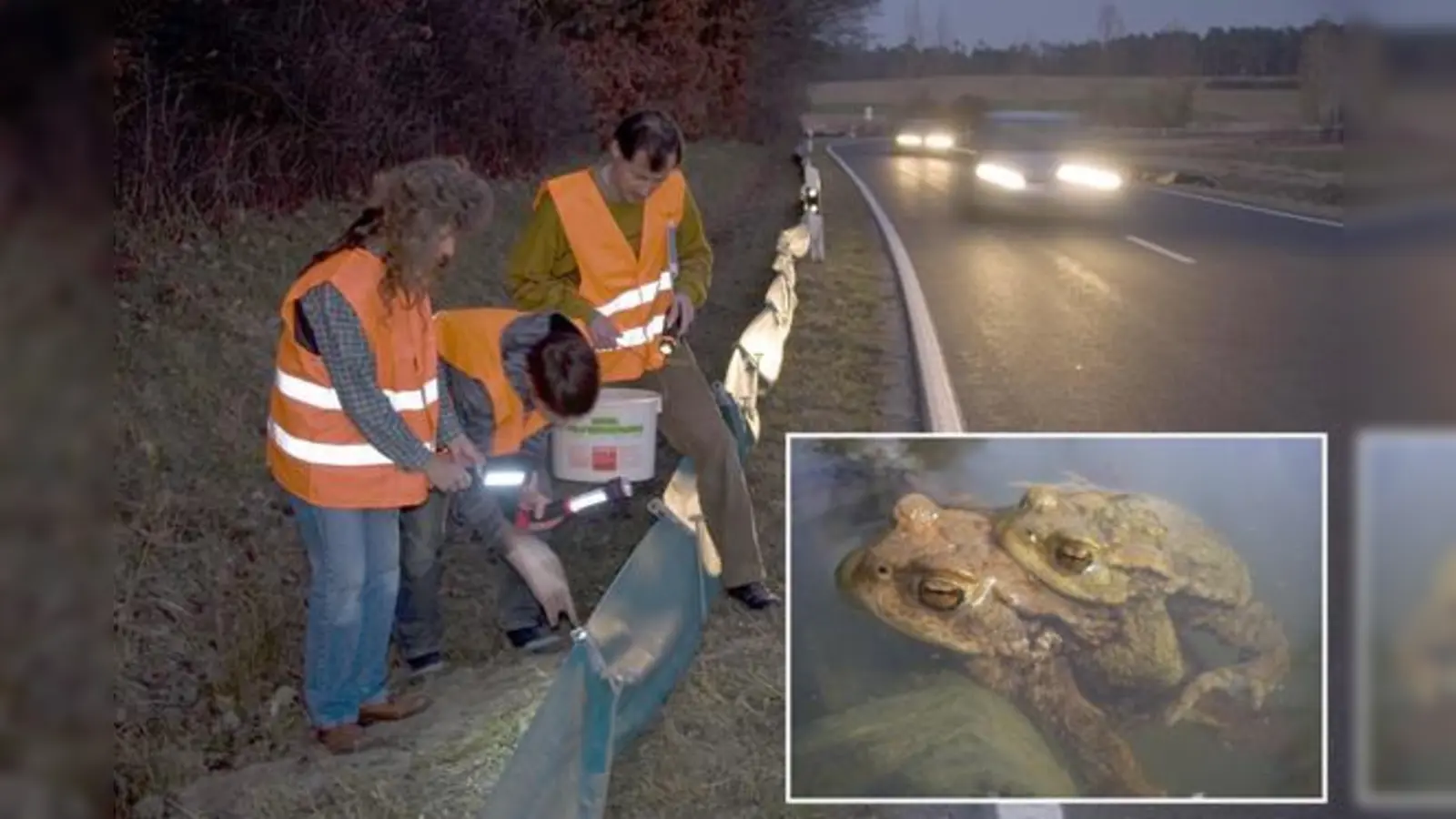 Bitte Rücksicht nehmen auf die Ehrenamtlichen, die in den nächsten Wochen an Straßenrändern unterwegs sind. (Foto: BUND / U. Meßlinger und Paul Riederer)