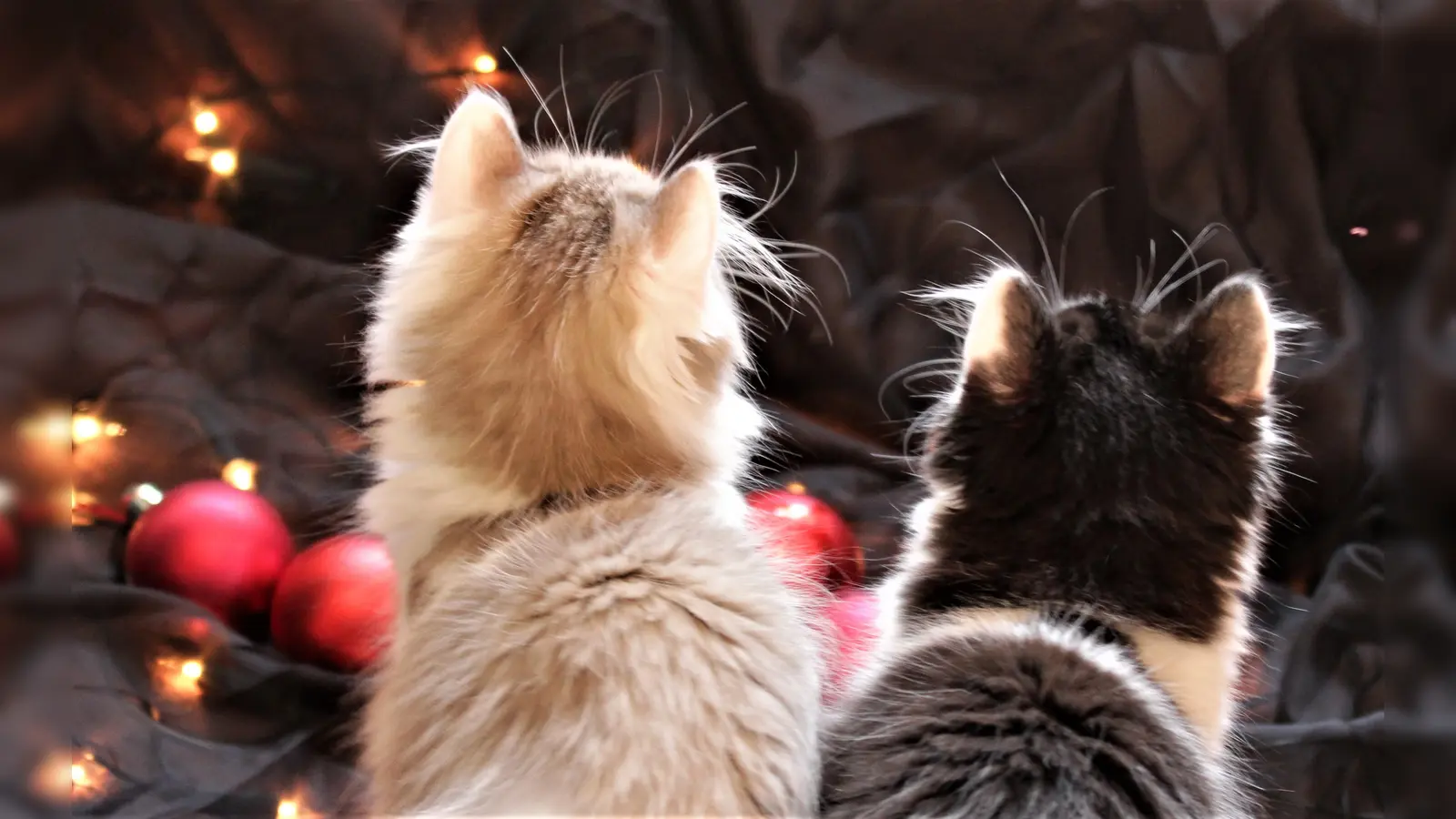 Weihnachtsbasar fürs Tierheim am 19. und 20. November im Vereinsheim der Hundefreunde. (Foto: dek)