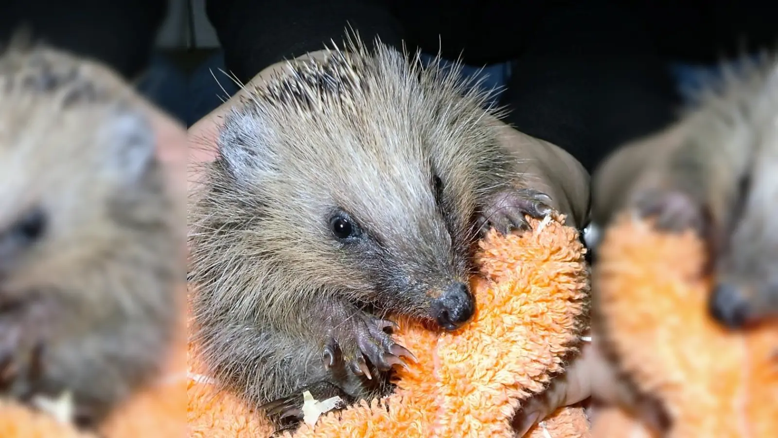 Dieser kleine Kerl war zu noch zu leicht, um den Winter zu überstehen. Er landete im Dachauer Tierheim. (Foto: TH Dachau)