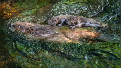 Eine Bibermutter auf der Flucht mit ihren Jungen. (Foto: Harald Geiger )