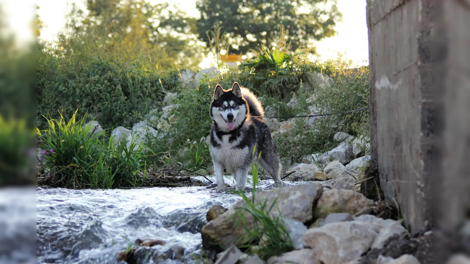 So macht der Sommer auch ihrem Vierbeiner Spaß: ein Spaziergang in den Abendstunden mit einem kühlen Fußbad im Bach. (Foto: ek)