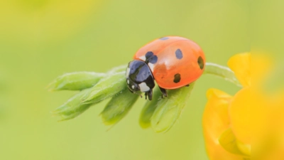 Marienkäfer nutzen die letzten Sonnentage, um Überwinterungsplätze zu suchen oder sich auf Wanderschaft zu begeben. (Foto: Manfred Kühn)