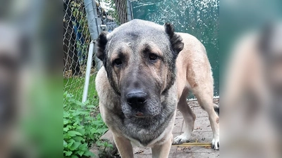 Samu sucht für sich und seine Partnerin nette Paten, die sie unterstützen.<br> (Foto: Tierheim Dachau)