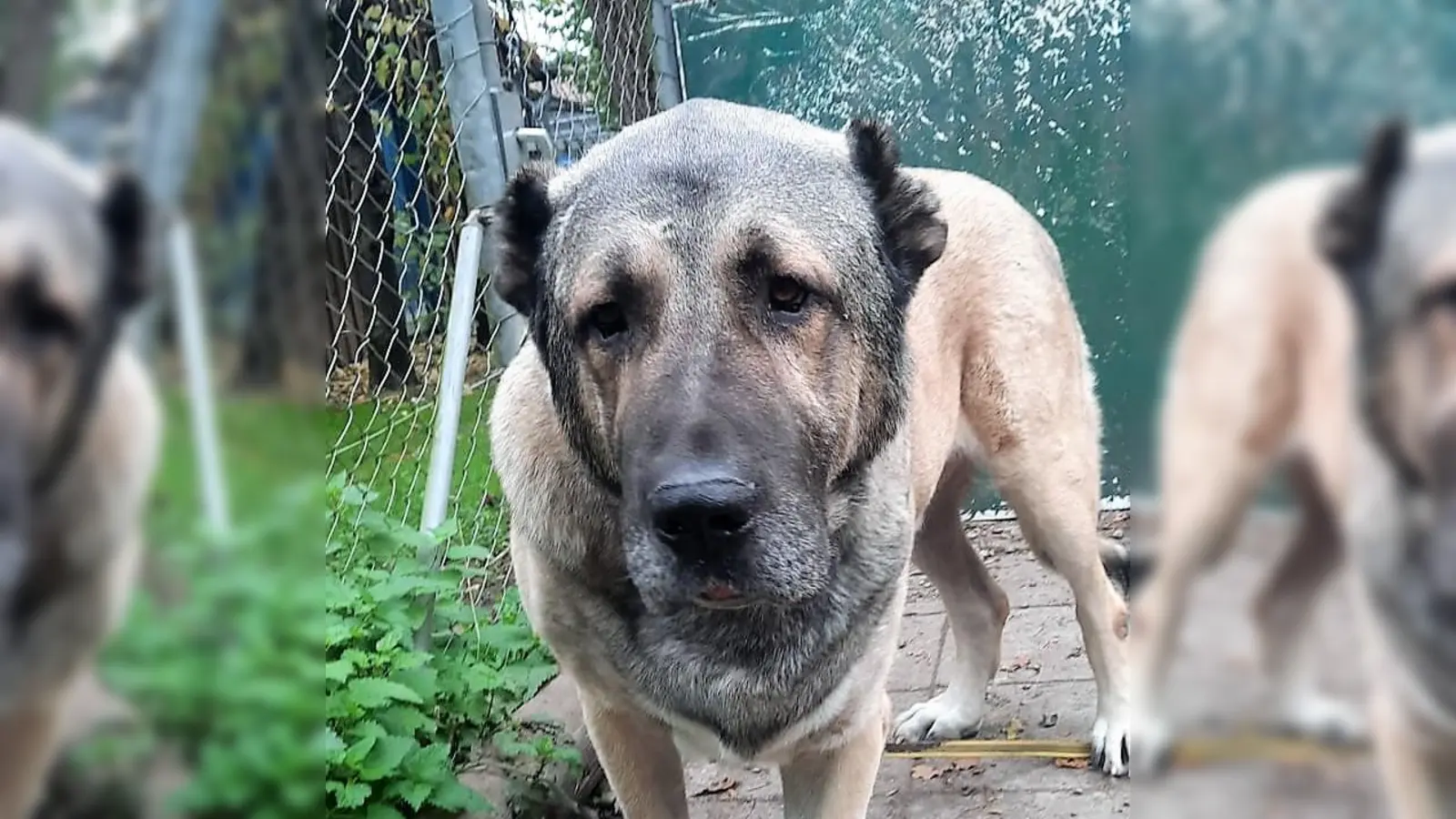 Samu sucht für sich und seine Partnerin nette Paten, die sie unterstützen.<br> (Foto: Tierheim Dachau)