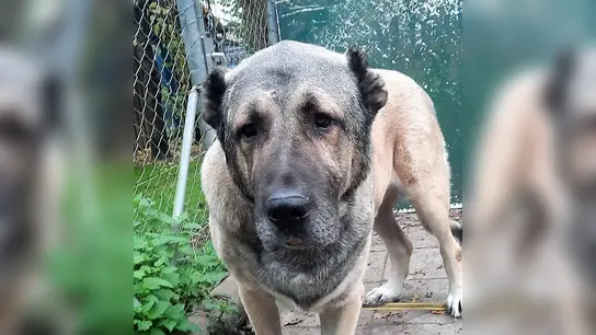 Samu sucht für sich und seine Partnerin nette Paten, die sie unterstützen.<br> (Foto: Tierheim Dachau)