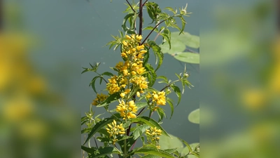 Der Gilbweiderich ist beliebt bei den Schmetterlingen: als Futterpflanze für ihre Raupen. (Foto: Kuhn)