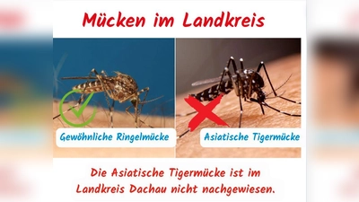 Gewöhnliche Ringelmücke im Vergleich zur asiatischen Tigermücke (Foto: © Landratsamt Dachau, Sina Török via canvaPro)