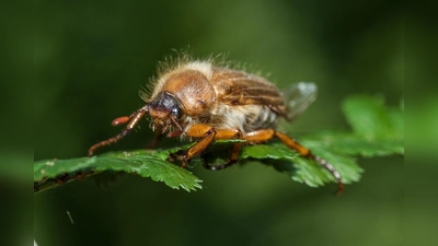  Der Junikäfer ist etwa 1,5 Zentimeter groß und fliegt nur in den Abend- und Nachtstunden. (Foto: red)