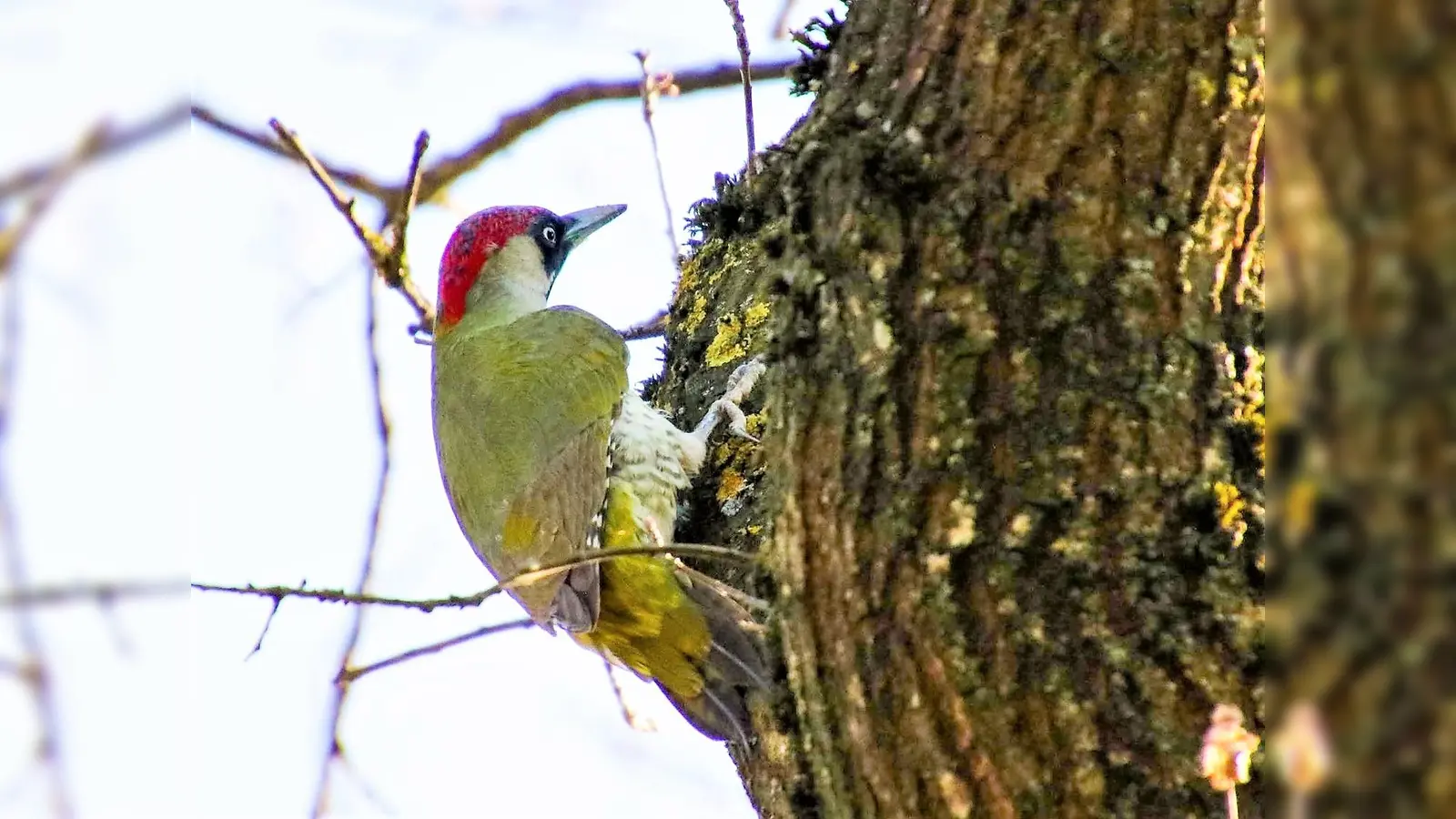 Der Grünspecht ist der Ampertaler des Monats März. (Foto: Heike Demant)