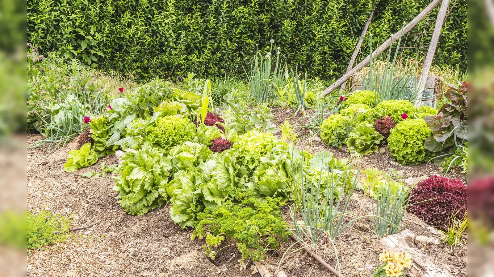 Das erste Permakultur-Gemeinschaftsprojekt in Altomünster. (Foto: Ölsner Werbung)