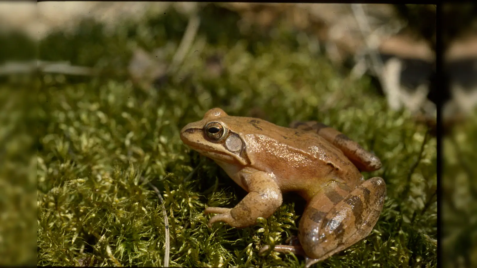 Immer weniger Lebensraum: Der Springfrosch steht in Bayern mittlerweile auf der Vorwarnliste. (Foto: Gebietsbetreuung Ampertal)