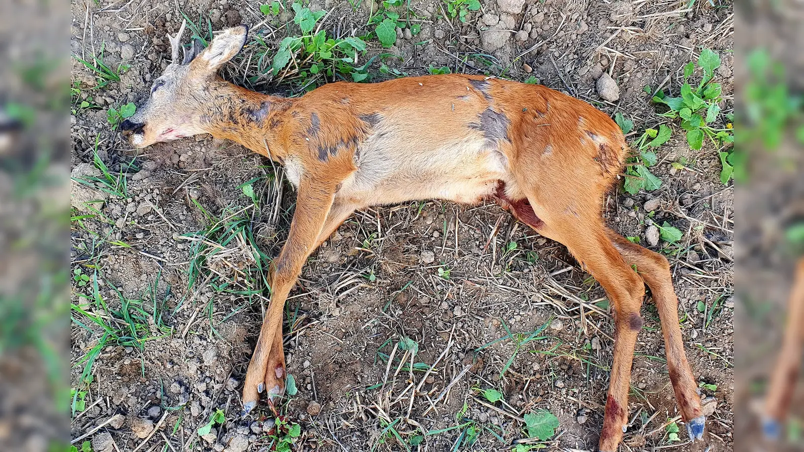 Schwer verletzt durch Hundebisse. Der Rehbock konnte nur noch von seinen Leiden erlöst werden. (Foto: Andy Wallner)