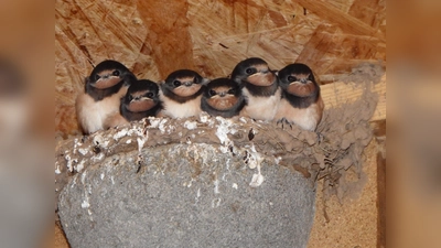 Junge Rauchschwalben in ihrem Nest. Ein Brett unterhalb schützt die Umgebung vor herunterfallender Nahrung oder Kot. (Foto: Bernhard Schiewe/NABU)