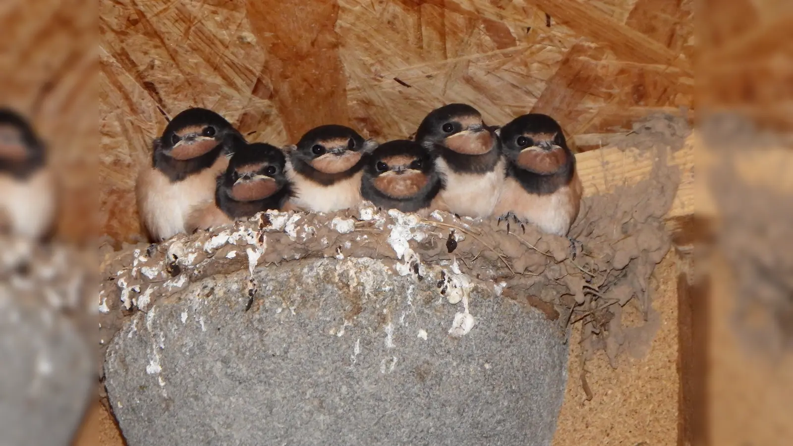 Junge Rauchschwalben in ihrem Nest. Ein Brett unterhalb schützt die Umgebung vor herunterfallender Nahrung oder Kot. (Foto: Bernhard Schiewe/NABU)