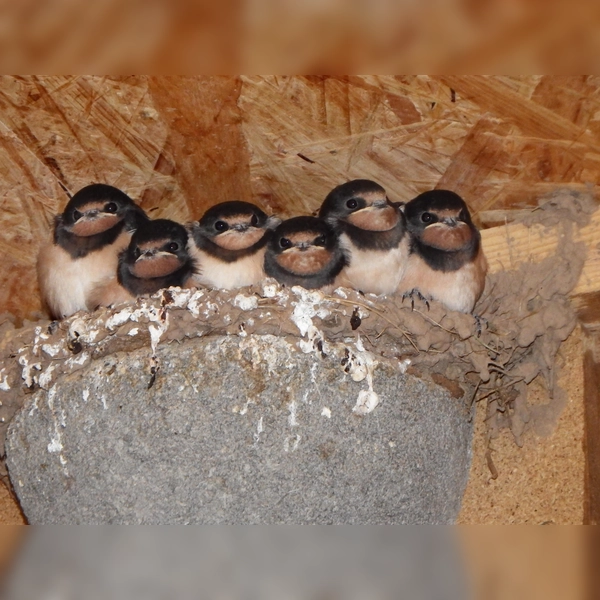 Junge Rauchschwalben in ihrem Nest. Ein Brett unterhalb schützt die Umgebung vor herunterfallender Nahrung oder Kot. (Foto: Bernhard Schiewe/NABU)