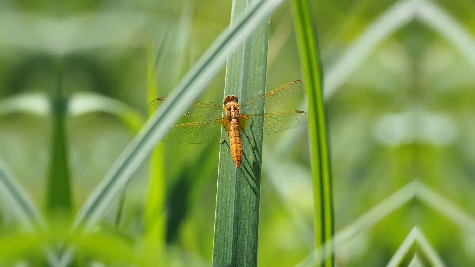 Während die Feuerlibellen-Männchen farblich ihrem Namen alle Ehre machen, sind die Weibchen eher unauffällig ockerfarben bis hellbraun. (Foto: Sebastian Böhm)