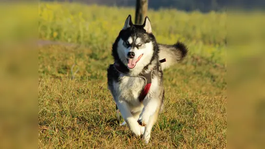 Spielkameraden jeder Größe kommen zur Hundespielstunde am Leitenweg 1. (Foto: ek)