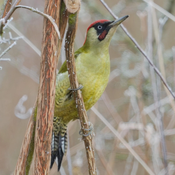 Grünspecht. (Foto: Cyrus Mahmoudi, LBV-Dachau)