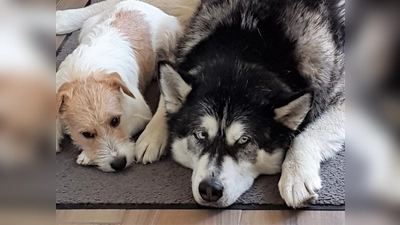 Langweilig? Dann ab zur Hundespielstunde bei Benedikt Scheppan. (Foto: chk)