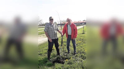 Die BUND Dachau Vorstände Heinz Gibowsky (li) und Dr. Roderich Zauscher pflanzen wieder eine Linde. (Foto: BUND Dachau)