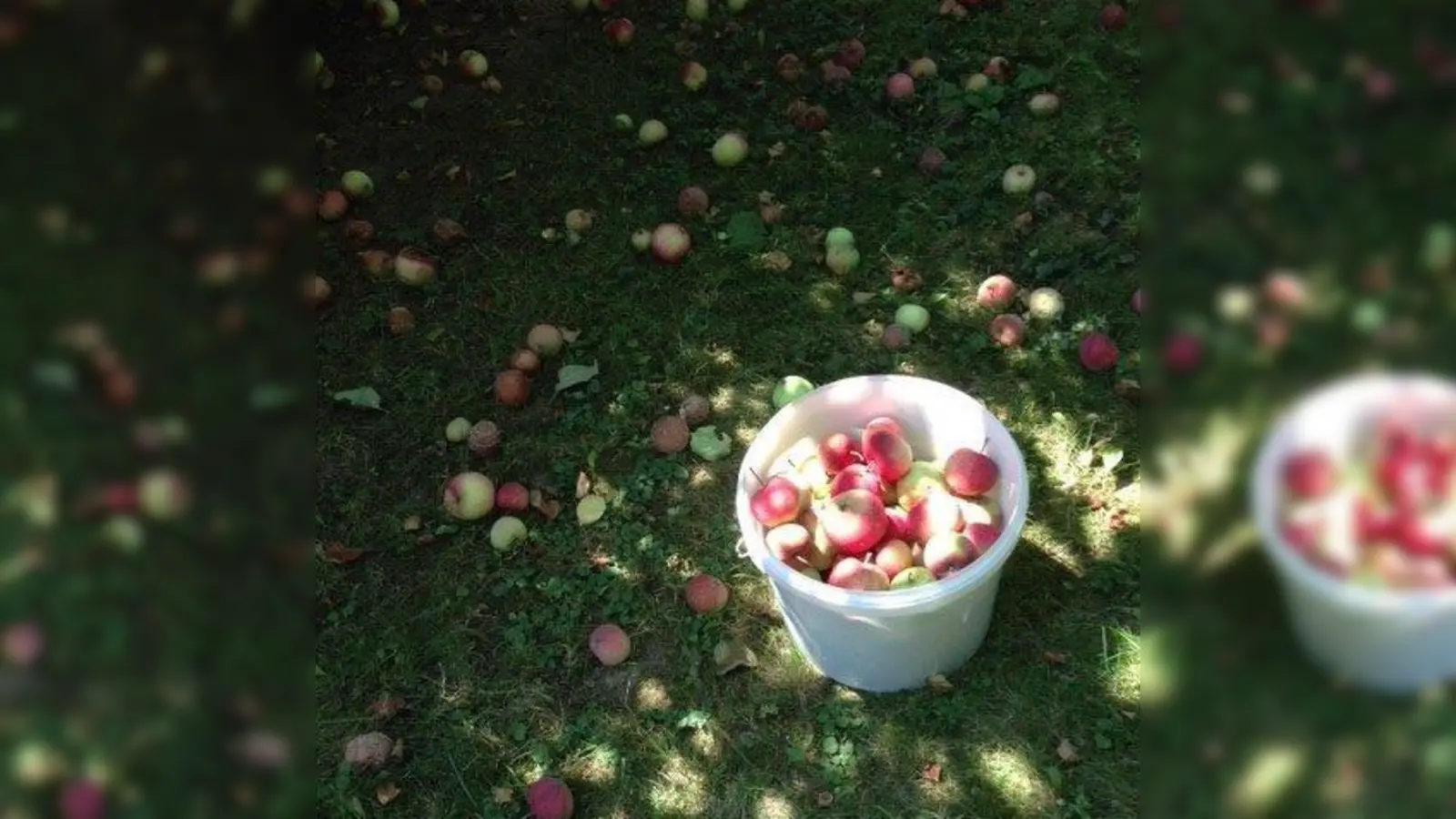 Muss draußen bleiben: Fallobst wird auf den Recyclinghöfen nicht mehr angenommen. (Foto: Kommunale Abfallwirtschaft)