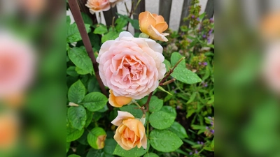 Rosenblüte; Rose; Sommergarten; Garten;  (Foto: chk)