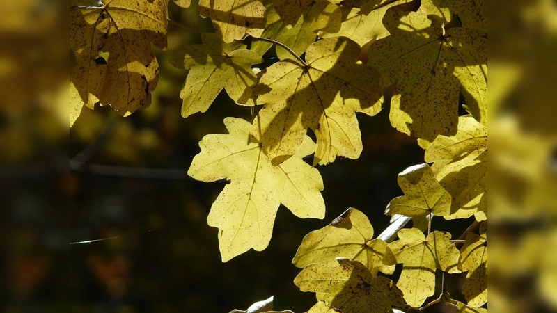 Der Feldahorn ist nicht nur robust, sondern auch trockenresistent. (Foto: pixabay)