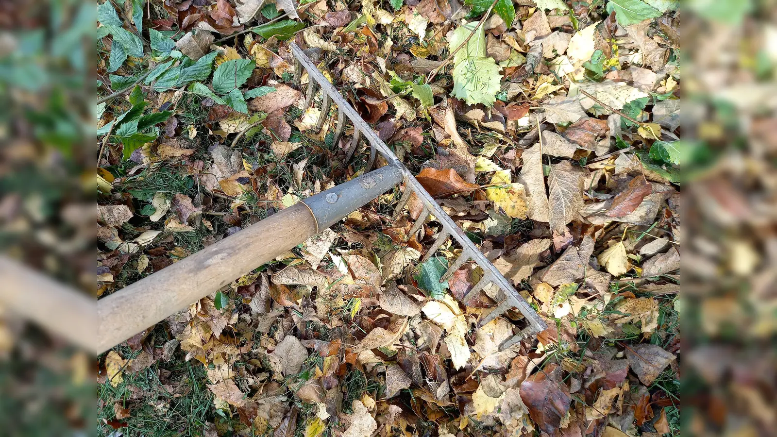 Herbstliches Laub im heimischen Garten.<br> (Foto: Barbara Mühlbauer-Talbi)