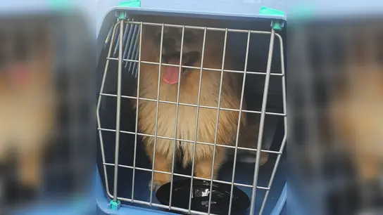 Passanten hatten in einem versperrten Wohnmobil einen Hund entdeckt, der schon sichtlich mit der Hitze im Fahrzeug zu kämpfen hatte. Er wurde von der FFW Dachau befreit. (Foto: FFW Dachau)