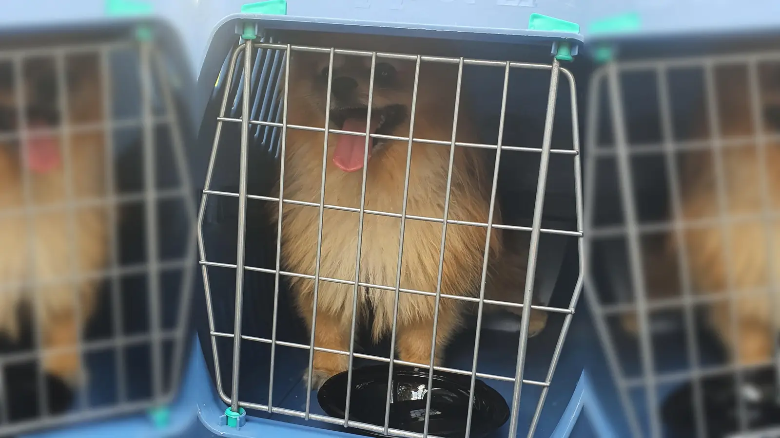 Passanten hatten in einem versperrten Wohnmobil einen Hund entdeckt, der schon sichtlich mit der Hitze im Fahrzeug zu kämpfen hatte. Er wurde von der FFW Dachau befreit. (Foto: FFW Dachau)