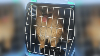 Passanten hatten in einem versperrten Wohnmobil einen Hund entdeckt, der schon sichtlich mit der Hitze im Fahrzeug zu kämpfen hatte. Er wurde von der FFW Dachau befreit. (Foto: FFW Dachau)