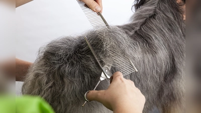 Fellpflege ist nötig für das Wohlbefinden des Hundes, Farbe unnötig und unwürdig. (Foto: WZF)