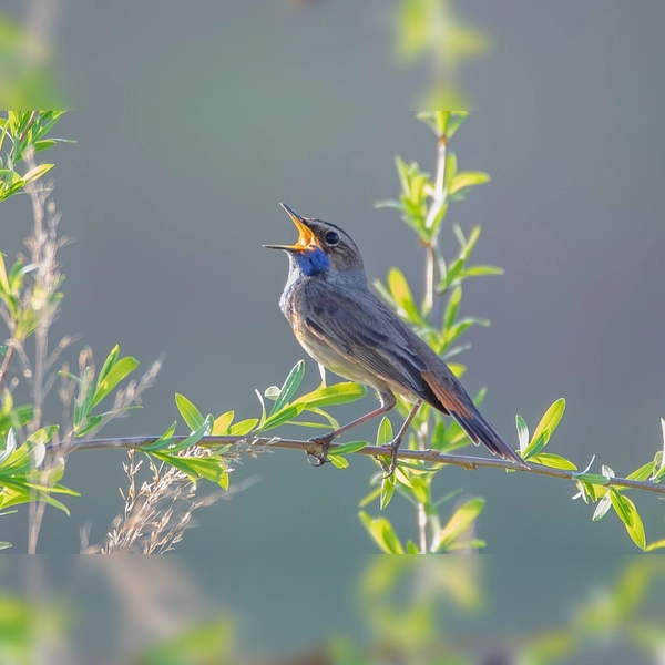 Mit etwas Glück bekommt man bei der Exkursion ein Blaukehlchen vor das Fernglas. (Foto: Cyrus Mahmoudi)