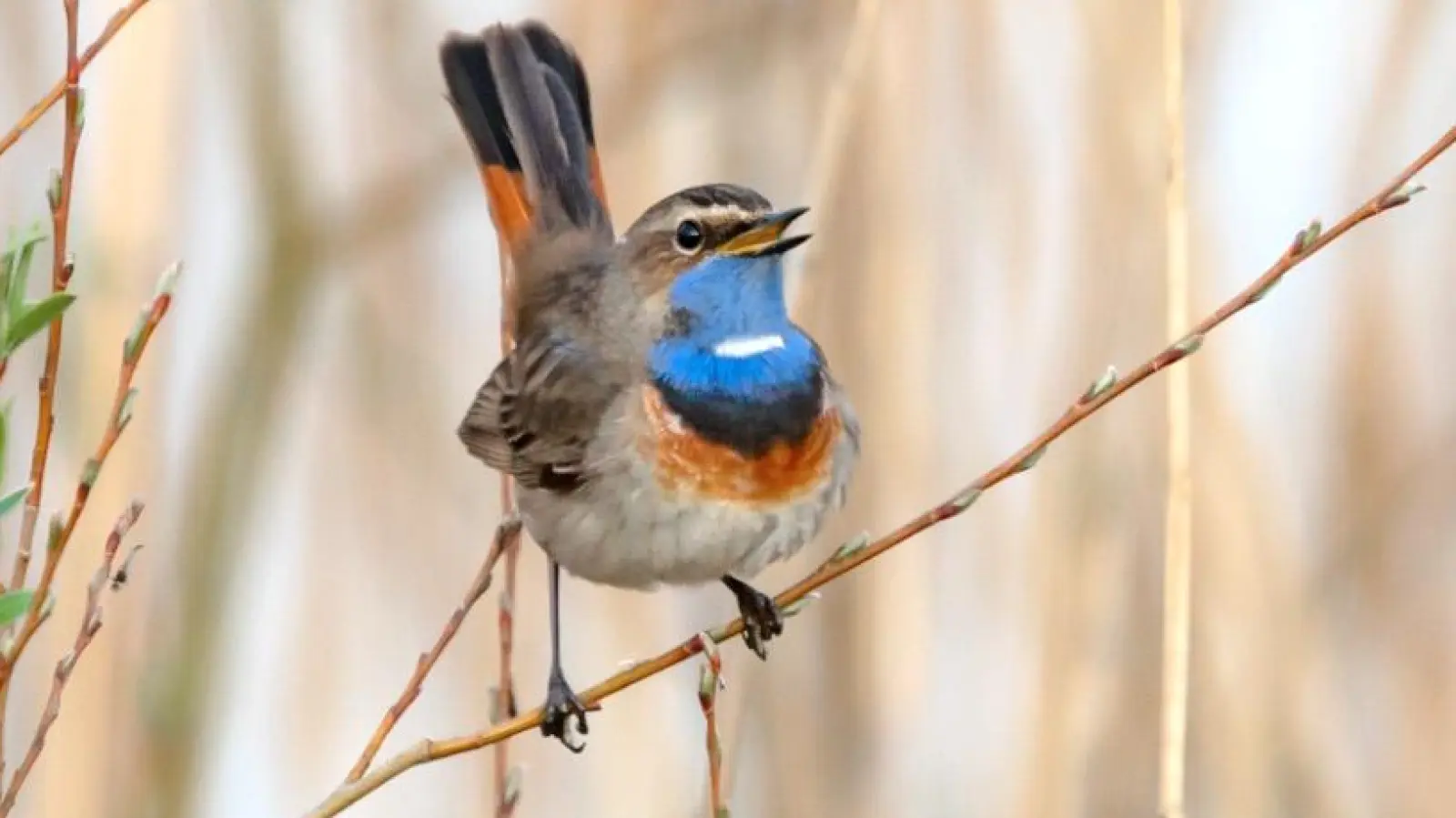 Ein Blaukehlchen: Werden auch die Exkursionsteilnehmer eines entdecken? (Grafik: Cyrus Mahmoudi)