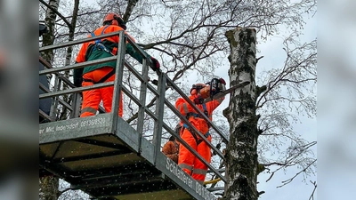 Bei Arbeiten mit der Motorsäge in größerer Höhe sind Technik, Sicherheit und Teamarbeit gefordert. (Foto: KBI Dachau)