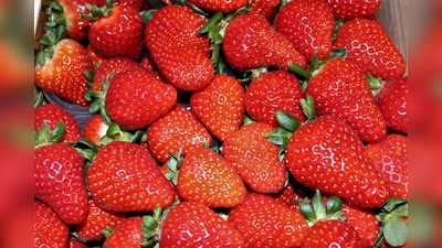 Erdbeeren sind Lieblinge zum Muttertag. (Foto: dek)