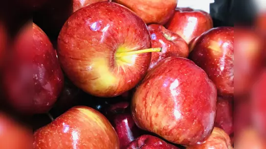 Früher hing vor allem Essbares im Christbaum. Glanzvoll polierte Äpfel gehörten dazu und erinnerten die Feiernden an die Paradiesäpfel im Garden Eden. (Foto: hw)