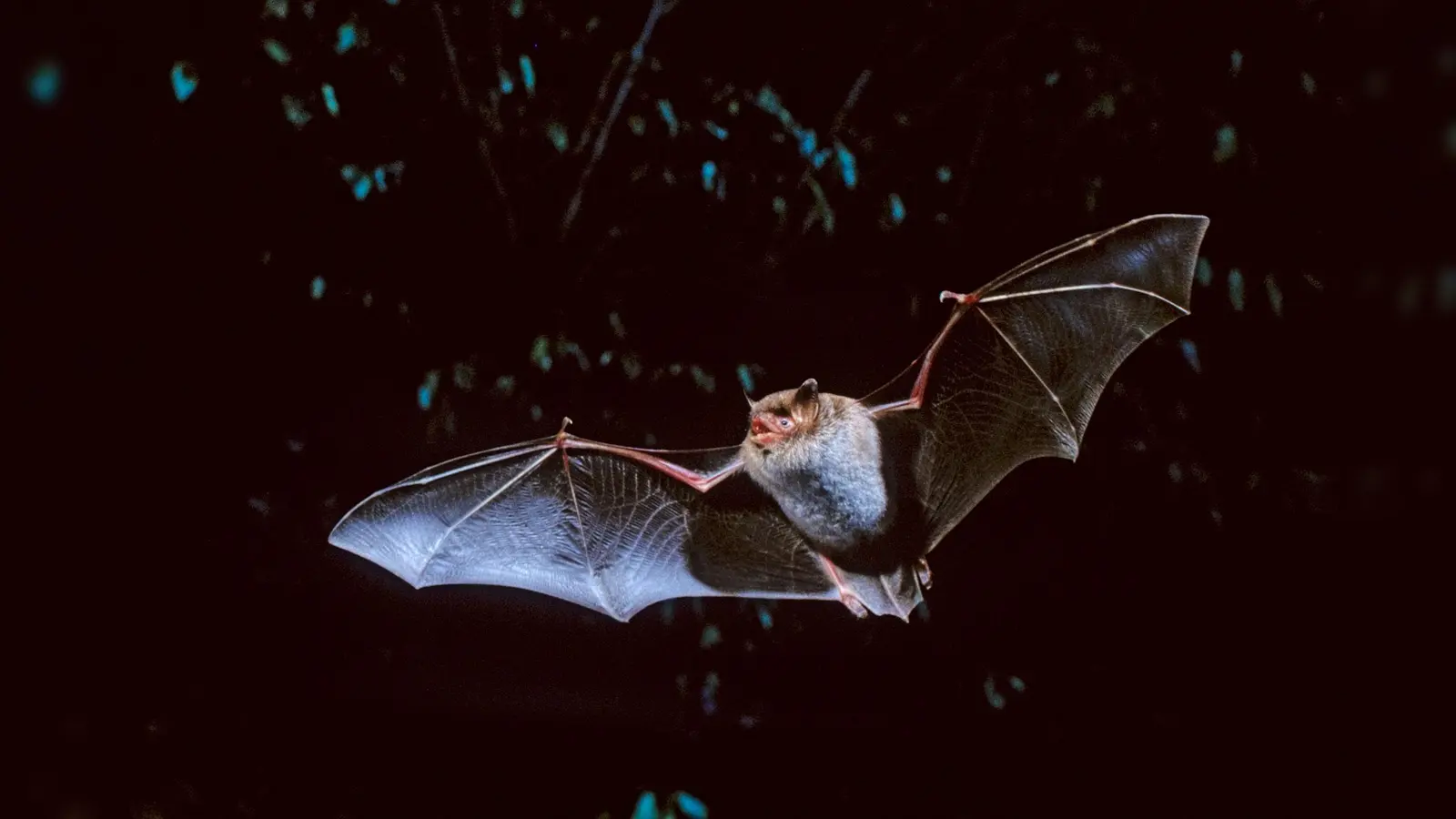 Eine Wasserfledermaus unterwegs durch die Nacht. (Foto: Thomas Stephan / LBV )