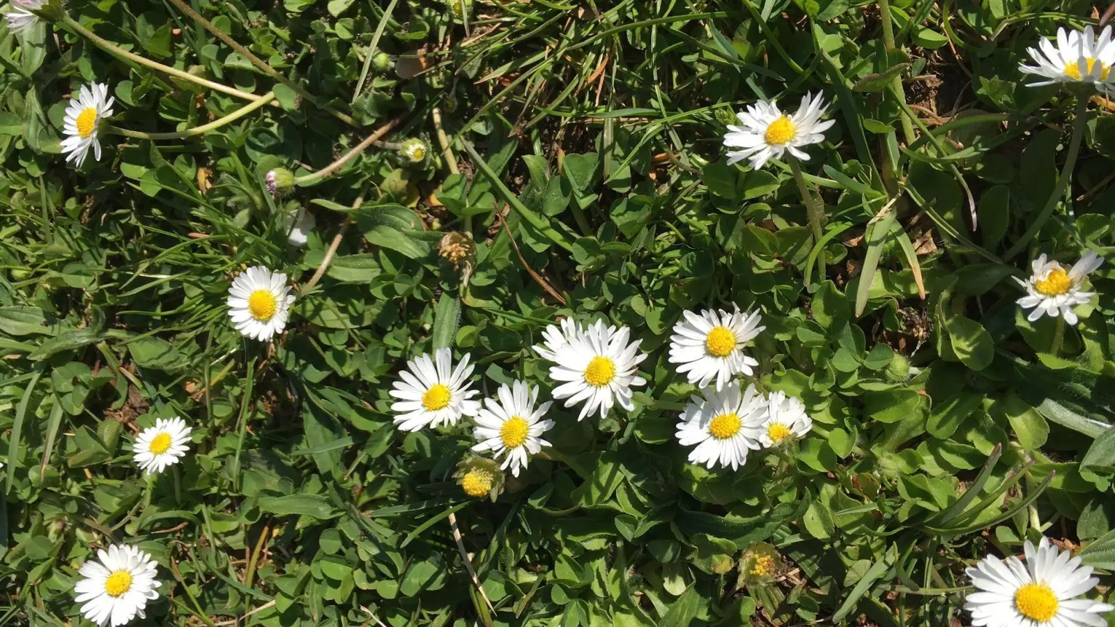 Zecken halten sich gerne bodennah im feuchten Gras auf. Beim Vorbeigehen streift man sie ab und schon hat man sie am Körper.  (Foto: lsc)
