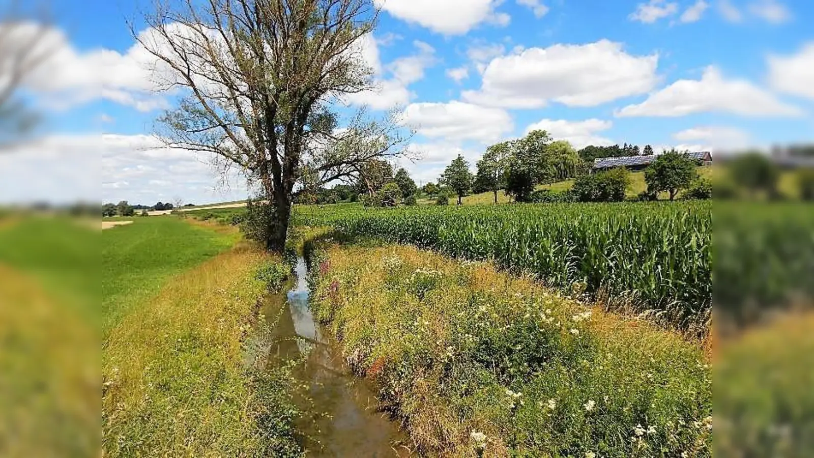 Der Eichhofner Bach bei Markt Indersdorf mit Randstreifen. (Foto: Wasserwirtschaftsamt München)