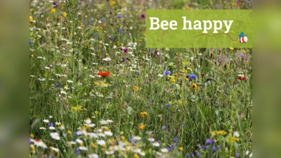 Bee happy - für Insektenparadiese im Dachauer Land. (Foto: LA Dachau / Melitta Fischer)