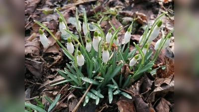 Wenn Schneeglöckchen zu entdecken sind, kann der Frühling nicht mehr weit sein. (Foto: job)