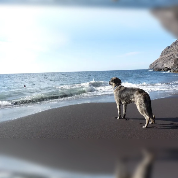 Urlaubshund blickt raus aufs Meer. (Foto: Deutscher Tierschutzbund e.V./Erhardt)