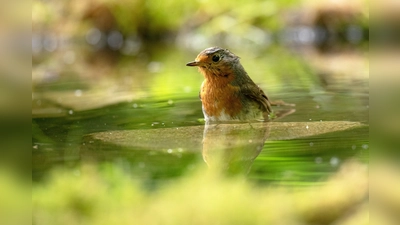 Das Rotkehlchen nimmt ein erfrischendes Bad. (Foto: LBV / Josef Baumgartner)