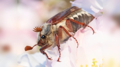 Der Maikäfer ist in den letzten Jahren wieder vermehrt zu sehen und mit seinem charakteristischen brummenden Flug auch gut zu hören. (Foto: M. Kühn)
