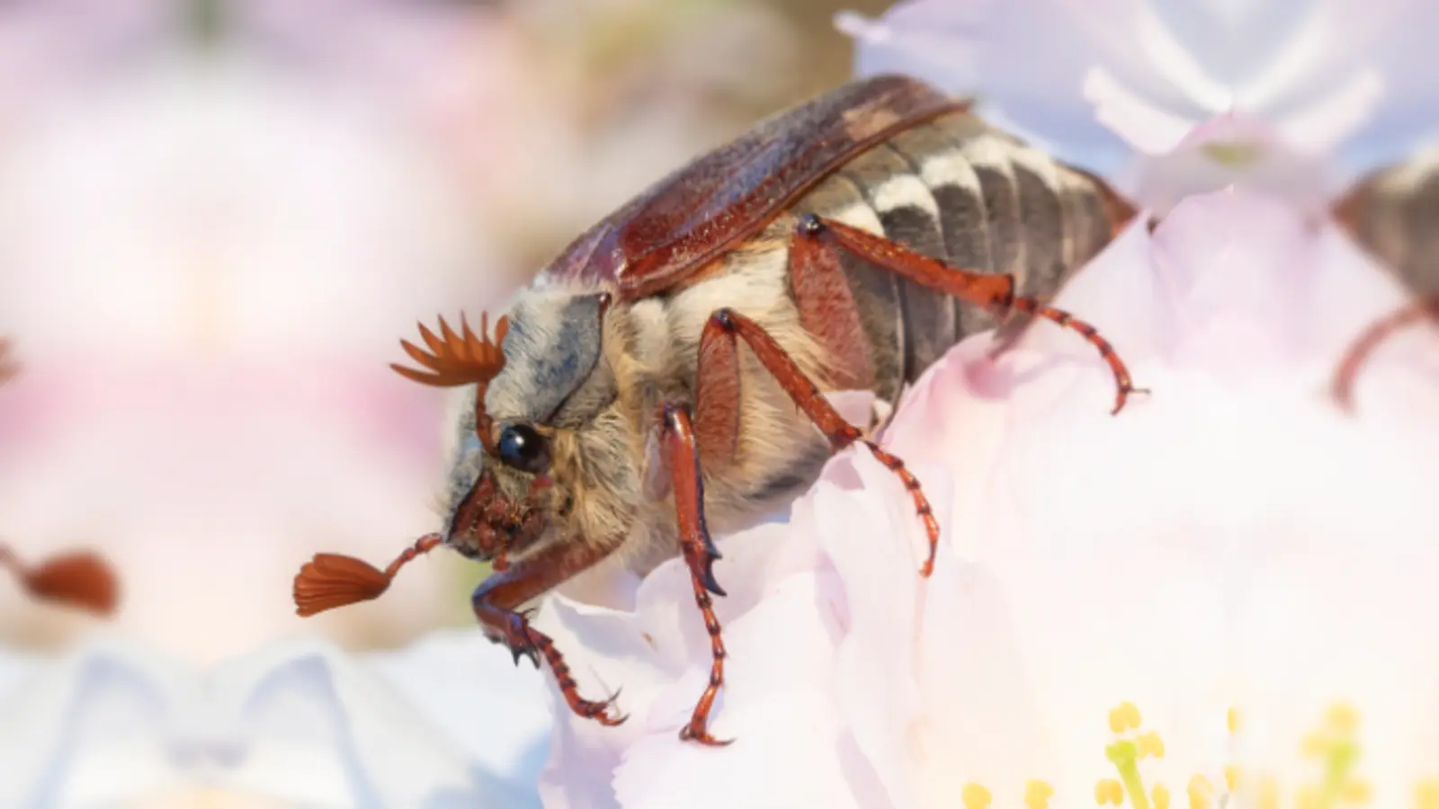Der Maikäfer ist in den letzten Jahren wieder vermehrt zu sehen und mit seinem charakteristischen brummenden Flug auch gut zu hören. (Foto: M. Kühn)